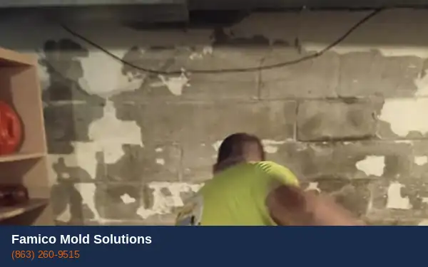 Attic mold removal Haines City FL