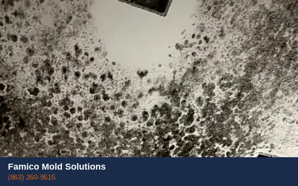 Black mold growth on ceiling in Haines City FL home