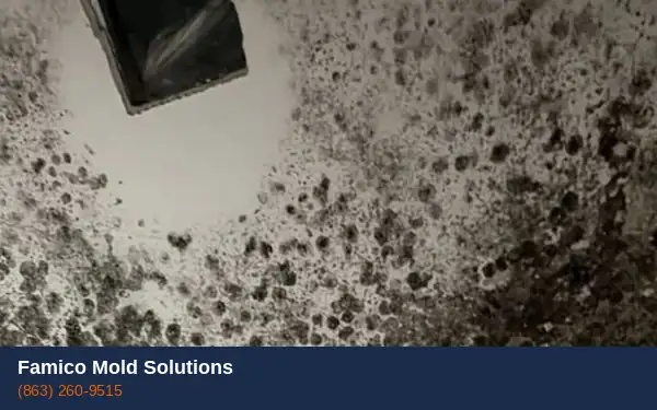 Professional mold inspection in Haines City FL